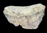 Juvenile Kritosaurus Toe Bone - Aguja Formation, Texas #31541-2